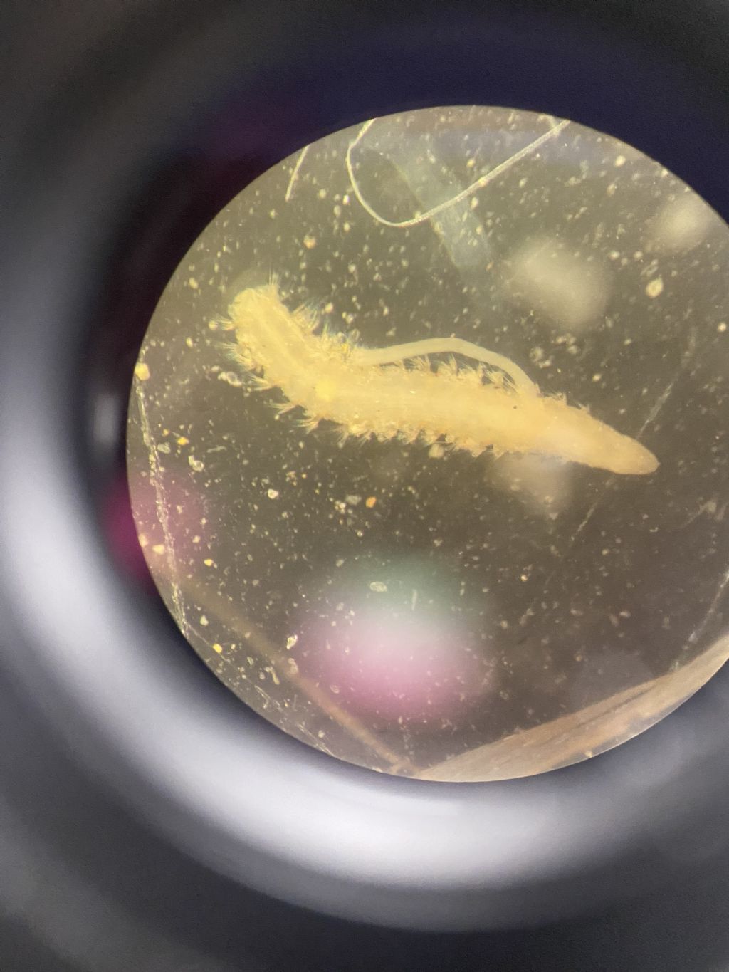 Riconoscimento famiglie Policheti